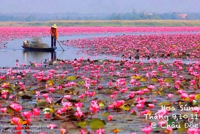 Xem bộ ảnh này bạn sẽ thấy Việt Nam mình có những mùa lúa, mùa hoa thật đẹp!