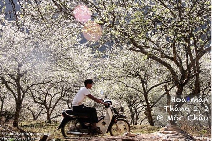 Xem bộ ảnh này bạn sẽ thấy Việt Nam mình có những mùa lúa, mùa hoa thật đẹp!