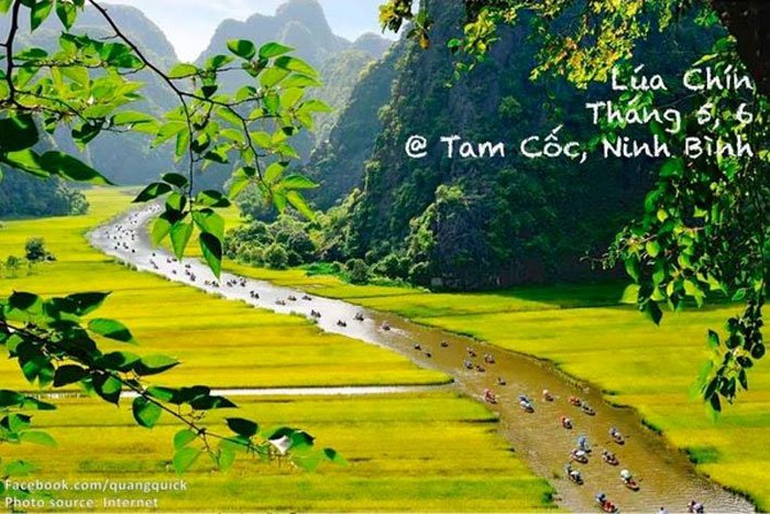 Xem bộ ảnh này bạn sẽ thấy Việt Nam mình có những mùa lúa, mùa hoa thật đẹp!