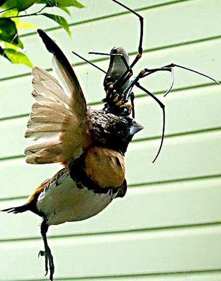 Xem nhện khổng lồ ăn thịt chim