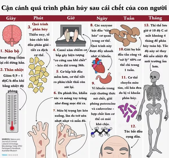 Xem sự biến đổi của từng bộ phận cơ thể sau khi chúng ta chết