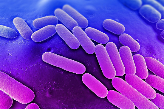 Xuất hiện dòng vi khuẩn lây lan không thể cứu chữa