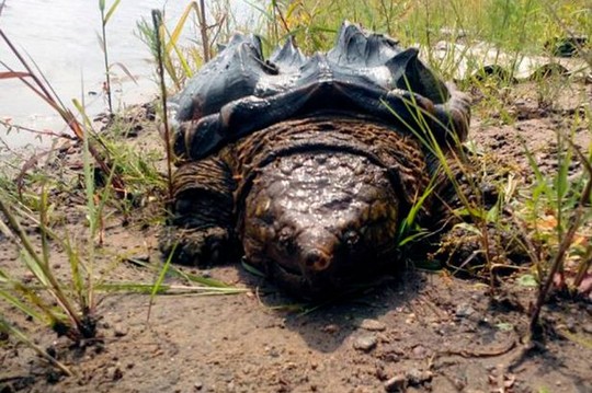 Xuất hiện rùa khủng long bí ẩn tại Nga