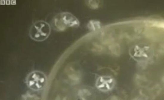 Xuất hiện sứa hóa thạch sống với số lượng lớn ở Trung Quốc
