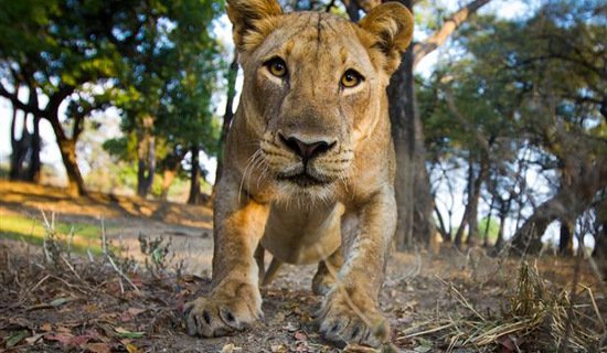 Zambia ban hành lệnh cấm săn bắn báo và sư tử