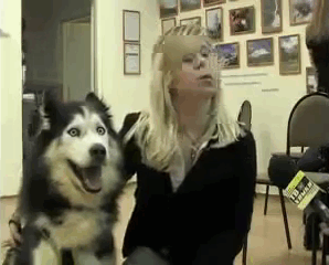 Loạt ảnh cho thấy Husky mới là giống chó kỳ lạ nhất trên đời