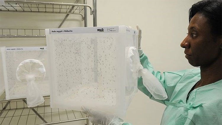 Australia thả thành công loài muỗi đặc biệt có thể ngăn chặn dịch sốt xuất huyết