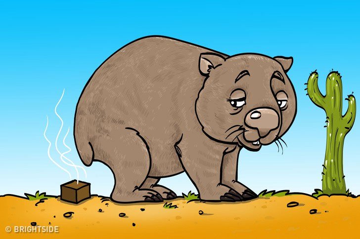 Bạn có biết: Phân của gấu túi Wombat có hình vuông và đây là lý do