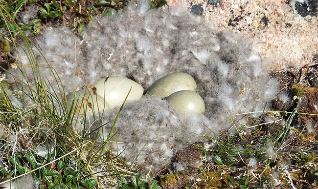 Bạn có tin một chiếc chăn làm bằng lông vịt mà có giá lên đến 350 triệu đồng?