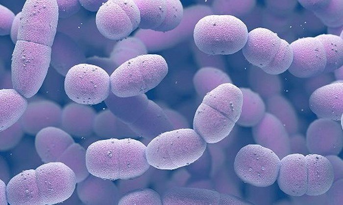 Bệnh tình dục ít người biết sắp biến thành siêu khuẩn