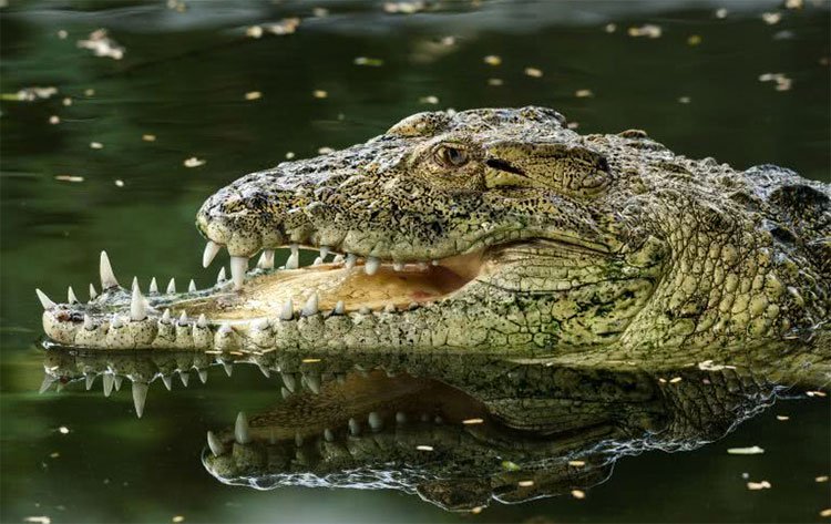 Cá sấu mất nửa bộ hàm sau khi bại trận trước đồng loại