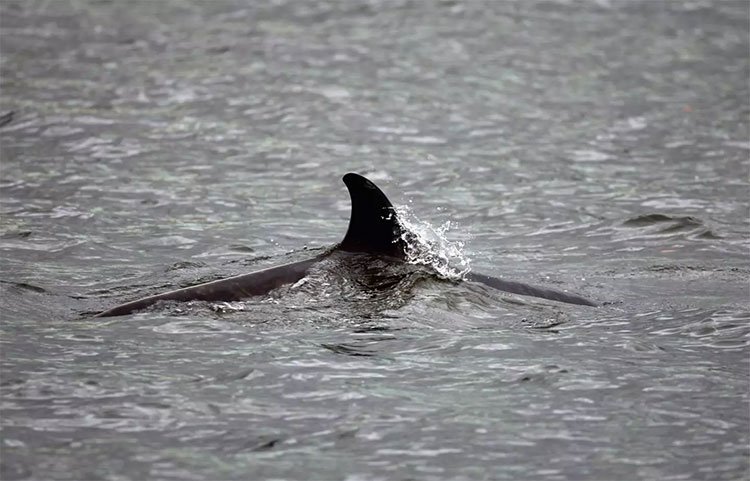 Cá voi chết hàng loạt, Anh nghi do tàu ngầm Nga