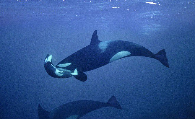 Cá voi sát thủ cuối cùng đã chịu bỏ xác con sau 17 ngày lênh đênh trên đại dương