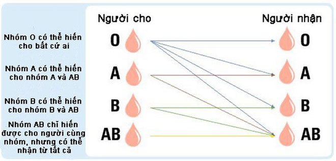 Các nhà khoa học chuyển hiệu quả máu nhóm A,B thành nhóm O, có thể truyền cho bất kỳ ai