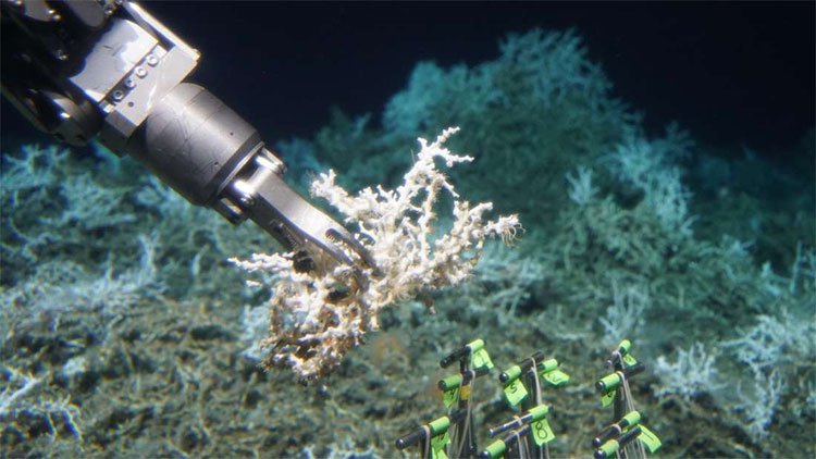 Các nhà khoa học mới tìm ra một rạn san hô khổng lồ lẩn khuất dưới đáy đại dương