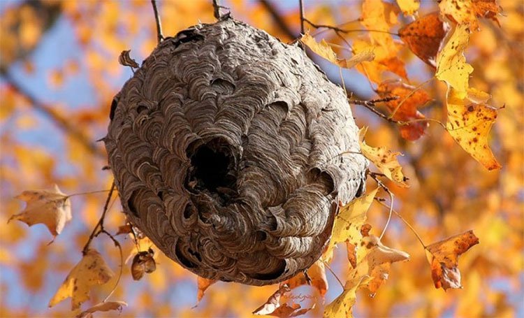 Cách nhận biết ong vò vẽ sát thủ