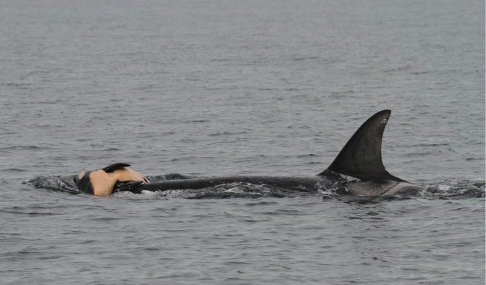 Cảm động cá voi sát thủ đau buồn vì con chết