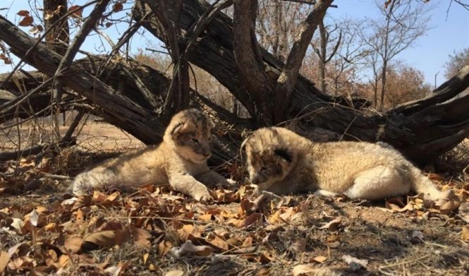 Cận cảnh 2 sư tử con đầu tiên trên thế giới được sinh ra trong ống nghiệm