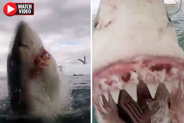 Cận cảnh cá mập trắng tấn công điên cuồng khiến du khách hãi hùng
