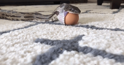 Cận cảnh rắn cật lực nuốt chửng trứng đầy hài hước