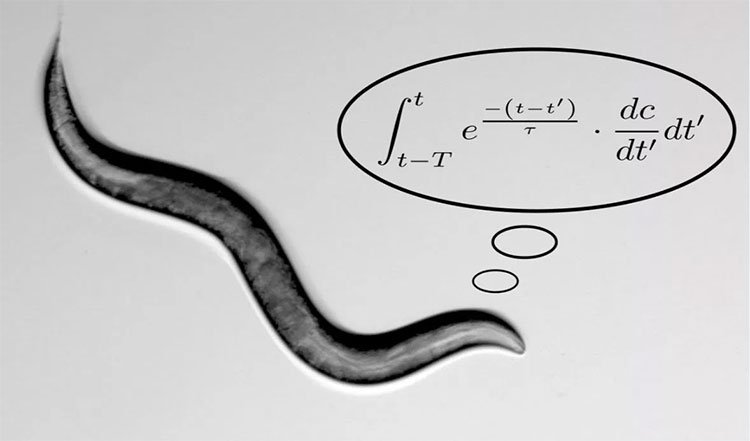 Chuyện thật như bịa: Loài giun tìm thức ăn nhờ lập trình toán học phức tạp