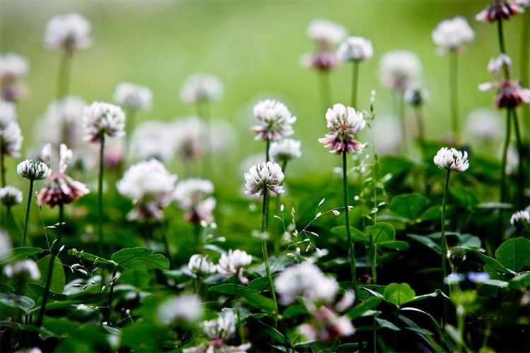 Cỏ ba lá hoa trắng - Loài cây dại hay bí ẩn về sự tiến hóa?