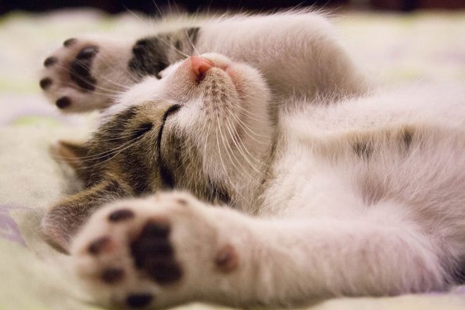 Dành cả thanh xuân để ngủ, nhưng các boss mèo nằm mơ thấy điều gì?