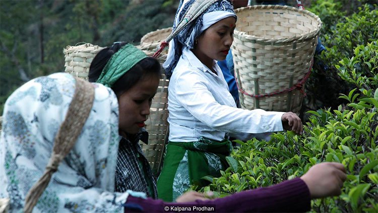 Dãy Himalaya là quê hương của giống trà quý hiếm nhất của Ấn Độ: 50 triệu mới được 1kg