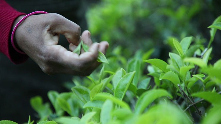 Dãy Himalaya là quê hương của giống trà quý hiếm nhất của Ấn Độ: 50 triệu mới được 1kg