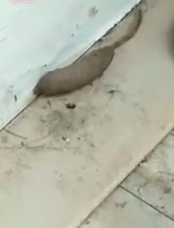 Giòi đuôi chuột bò quanh nhà người phụ nữ Anh