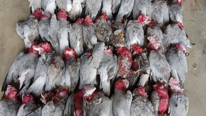 Hàng trăm con vẹt rơi xuống đường phố Australia