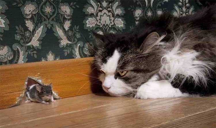 Hóa ra không phải cứ nuôi mèo là bớt chuột