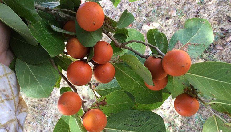 Khám phá loại quả giống cam nhưng cực độc ở Việt Nam