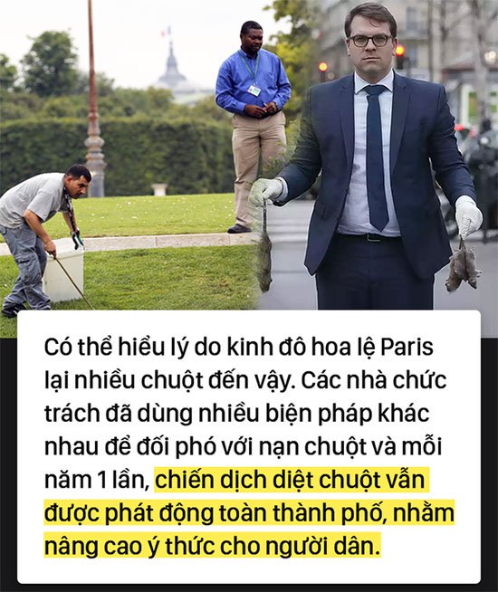 Kinh hoàng cơn bão chuột cống kéo đến khắp kinh đô ánh sáng Paris