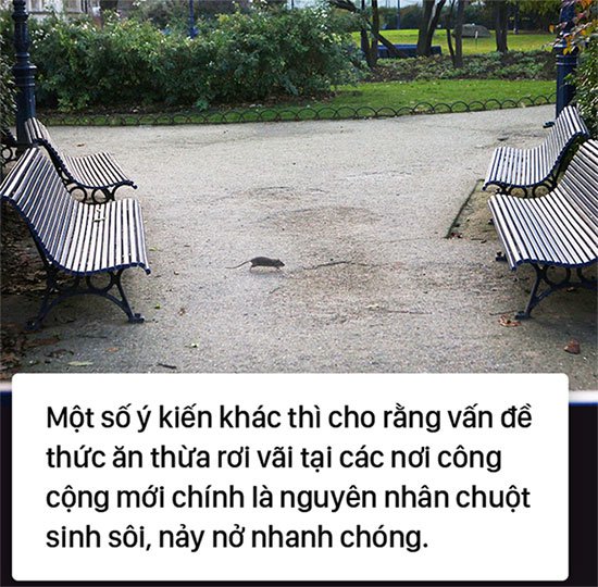 Kinh hoàng cơn bão chuột cống kéo đến khắp kinh đô ánh sáng Paris