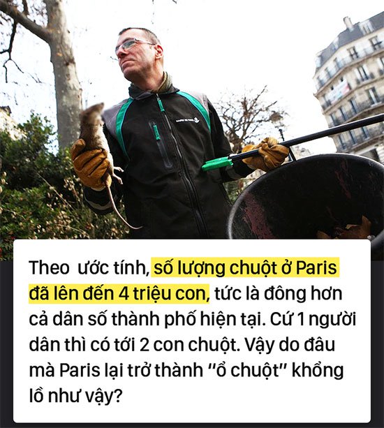 Kinh hoàng cơn bão chuột cống kéo đến khắp kinh đô ánh sáng Paris