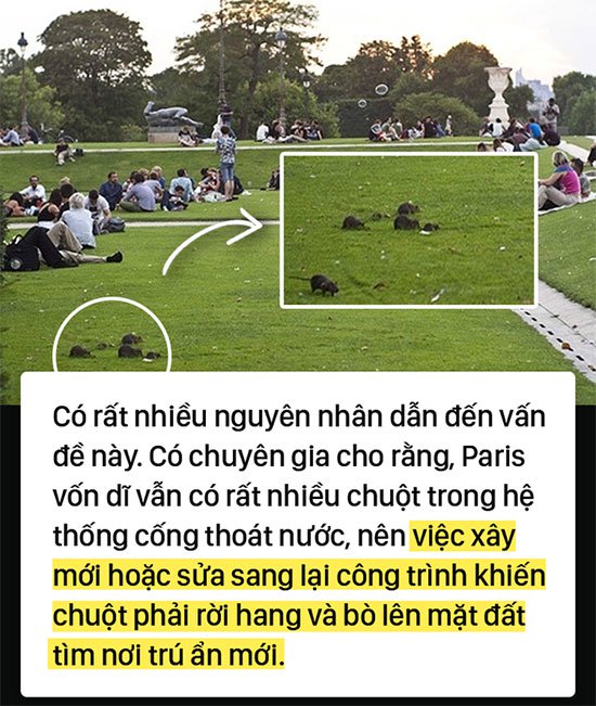 Kinh hoàng cơn bão chuột cống kéo đến khắp kinh đô ánh sáng Paris