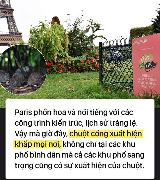 Kinh hoàng cơn bão chuột cống kéo đến khắp kinh đô ánh sáng Paris