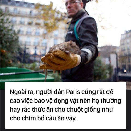 Kinh hoàng cơn bão chuột cống kéo đến khắp kinh đô ánh sáng Paris