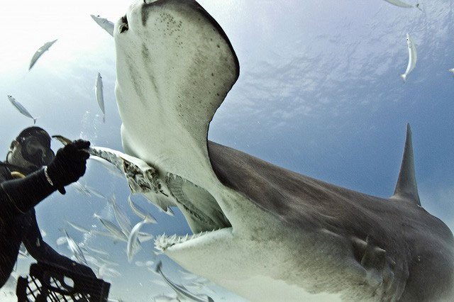 Loài cá mập đầu tiên trong lịch sử biết... ăn chay mà vẫn sống khỏe mạnh