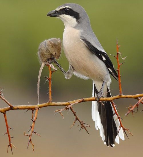 Loài chim dễ thương có sở thích cực kỳ kinh dị: Ghim xác con mồi lên cây gai