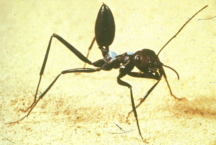 Loài kiến kỳ lạ nhất sa mạc: Biết giải toán lượng giác nhưng quên luôn đường về nếu thấy đồ ăn