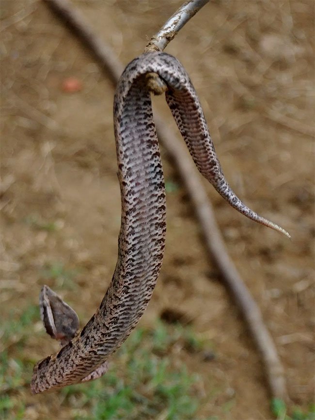 Loài rắn cực độc nhìn tưởng cành cây khô ở Việt Nam