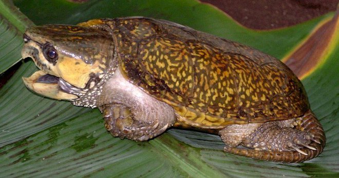 Loài rùa quý hiếm ở Việt Nam: Không rụt được cổ nhưng có thể trèo cây phăm phăm