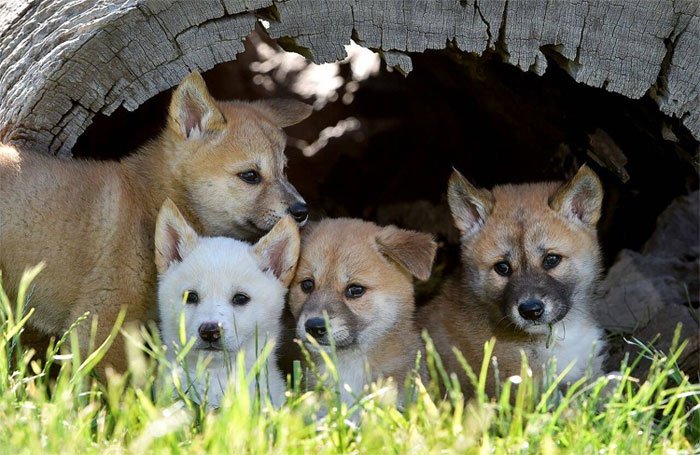 Mê mẩn loài chó hoang ngoại hình đáng yêu, tính cách như sói