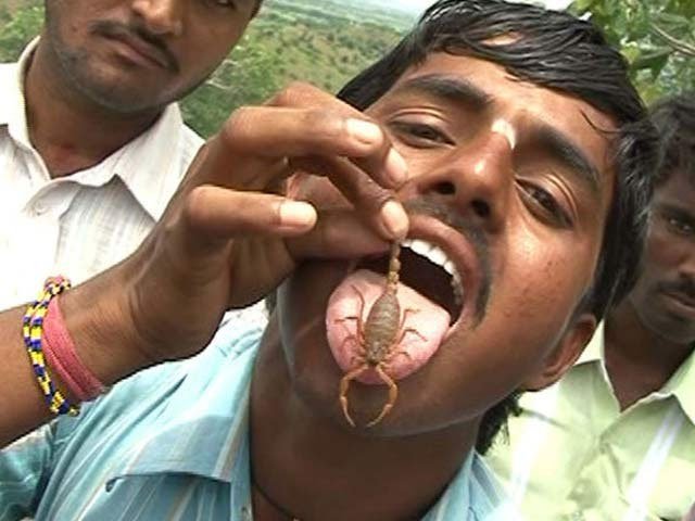 Nghi lễ kỳ lạ của người Ấn Độ cho phép người và bọ cạp sống chơi đùa với nhau
