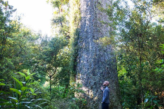 Người New Zealand có một phong tục cực hay và ý nghĩa để bảo vệ thiên nhiên