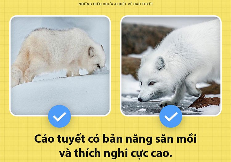 Những điều chưa ai biết về cáo tuyết