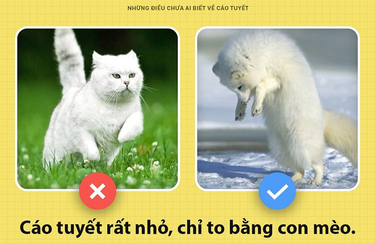 Những điều chưa ai biết về cáo tuyết