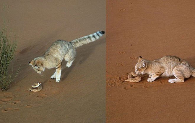 Những sự thật ít người biết về sa mạc Sahara
